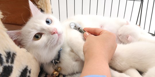 Bahaya Mewarnai Kucing yang Wajib Diketahui, Bikin Kucing Alergi