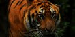 Diserang Harimau Sumatera di Hutan Siak, Penebang Kayu asal Pelalawan Terluka