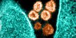 Lansia di Belgia Meninggal Setelah Terinfeksi Dua Varian Virus Corona Sekaligus