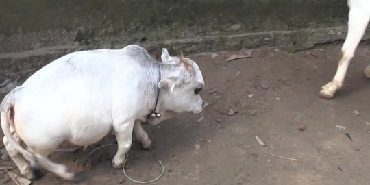 Warga Bangladesh Berbondong-bondong Melihat “Rani”, Sapi Kerdil 51 Sentimeter