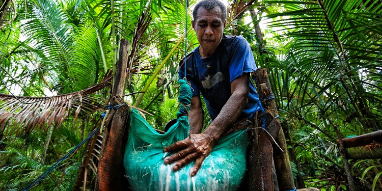 Mengintip Pembuatan Sagu Yang Pernah Jadi Makanan Utama Di Nusantara Merdeka Com