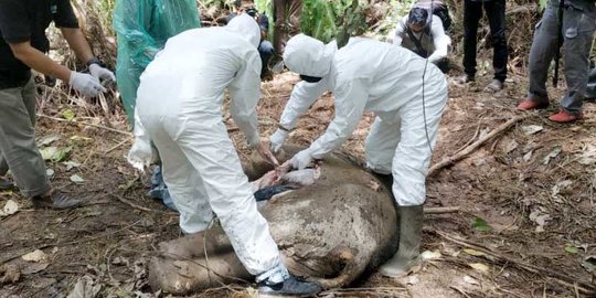 Hasil Autopsi Bangkai Gajah Tanpa Kepala, Ditemukan Racun di Pencernaan