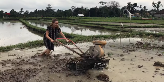 Tega, Pria ini Suruh Istri Bulenya Bajak Sawah Pakai Daster