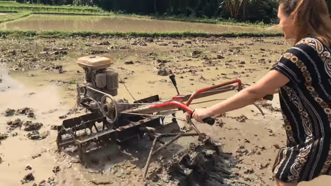 istri bule bajak sawah pakai daster