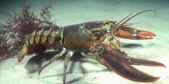 Budi Daya Lobster Boleh Dilakukan Semua Lapisan Masyarakat, tapi Ada Syaratnya