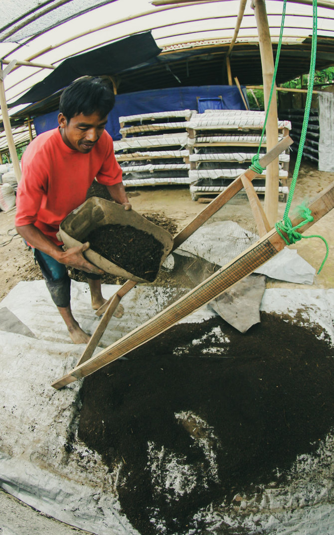 budidaya cacing tanah