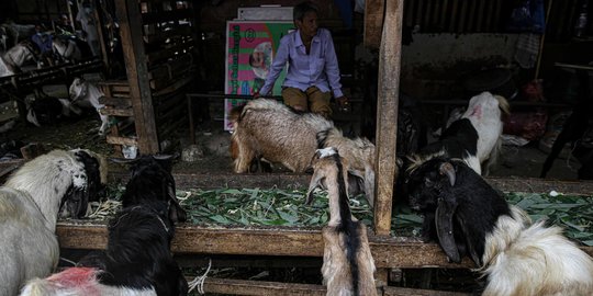 Dampak PPKM Darurat, Penjualan Hewan Kurban Menurun