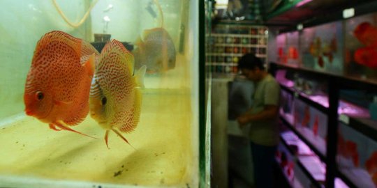 Pedagang Ikan Keluhkan Sulitnya Dapat Oksigen dan Harga Selangit