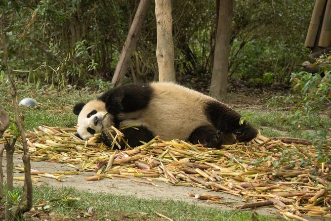 Spesies Panda Raksasa Kini Tak Lagi Terancam Punah Halaman 3 | merdeka.com