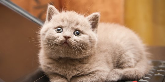 Kucing Cantik untuk Dipelihara, Berikut Cara Merawatnya