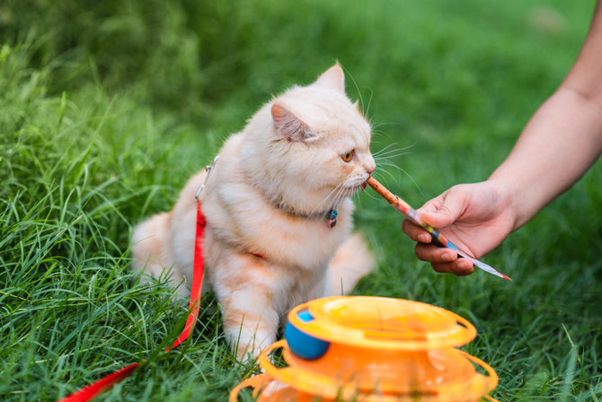 picky eater begini cara tepat pilih makanan untuk kucing persia