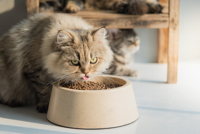 10 gambar kucing persia si cantik berwajah datar