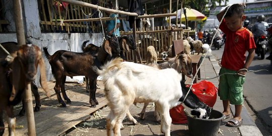 Kemenag: Mari Rayakan Iduladha 1442 H dengan Prokes Ketat Demi Maslahat Umat