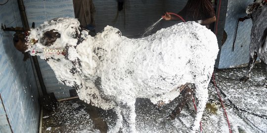 Jelang Idul Adha, Warga Pakistan Gunakan Steam Mobil untuk Mandikan Sapi Kurban