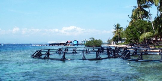 Maluku Tetapkan 4 Kawasan Konservasi Perairan Baru di Timur Indonesia