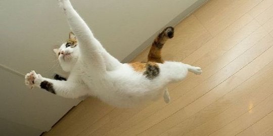8 Kucing Lucu Imut, Cocok untuk Peliharaan di Rumah  merdeka.com