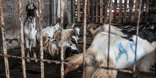 Banyak Hewan Kurban yang Dijual di Sumsel Belum Cukup Umur