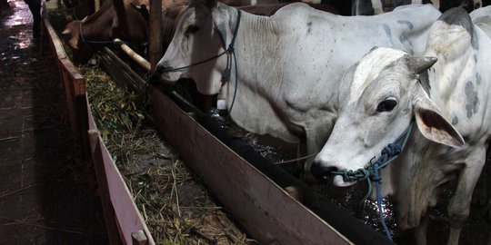 Cegah Kerumunan, Pakar UGM Beri Saran Cara Sembelih Hewan Kurban di Tengah Pandemi