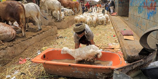 Suasana Pasar Hewan Kurban di Yaman Jelang Iduladha