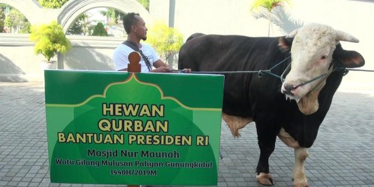 Jokowi Salurkan 35 Sapi Kurban untuk Iduladha