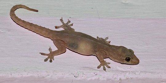 Cara Mengusir Cicak di Rumah dengan Bahan Alami, Efektif dan Mudah Dicari