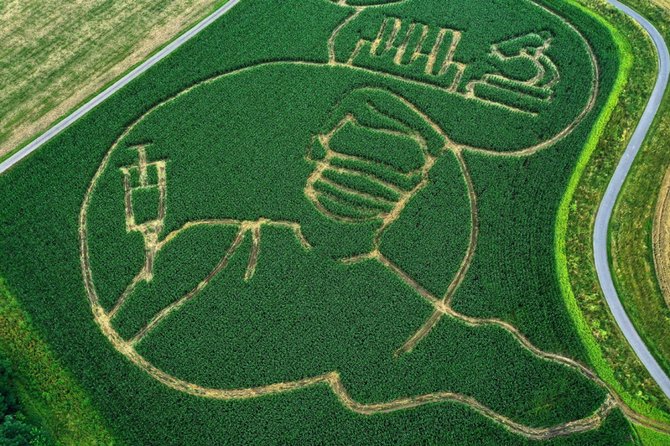 unik petani di jerman ini gambar orang sedang divaksin di hamparan ladang jagung