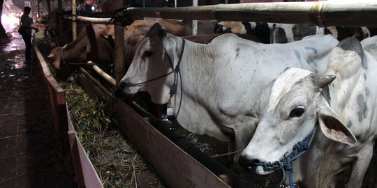 Pedagang Hewan Kurban di Cianjur Sebut Penjualan Online Tak Efektif, Ini Alasannya