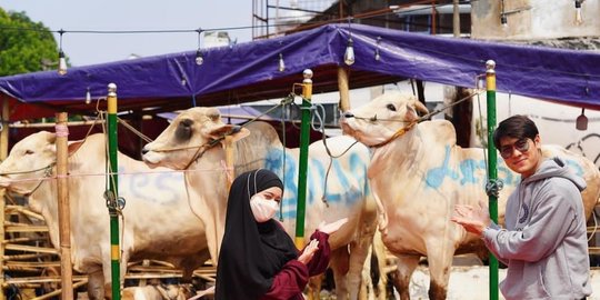 Rayakan Iduladha, Ini Potret Sapi Kurban Milik Artis Tanah Air