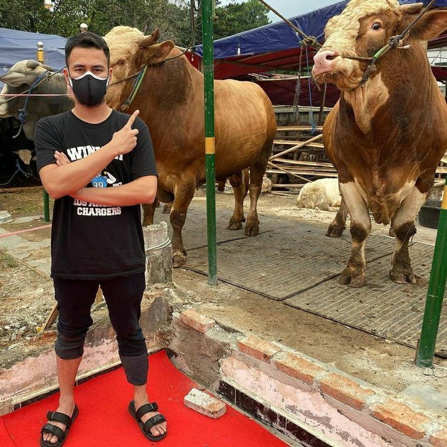 rayakan iduladha ini potret sapi kurban milik deretan artisrayakan iduladha ini potret sapi kurban milik deretan artis