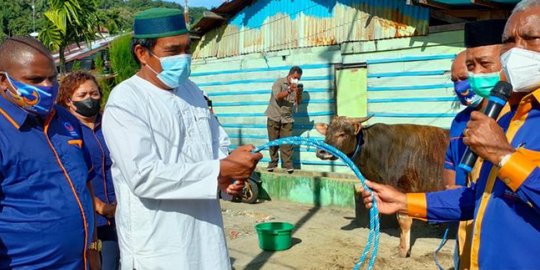 80 Ekor Sapi Kurban Diserahkan NasDem Papua Barat Jelang Iduladha