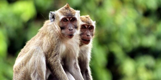 Dokter Hewan di China Meninggal karena Virus Monyet B, Kasus Pertama Pada Manusia