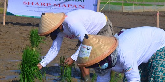 Program Sharp Mapan Bantu Tingkatkan Kesejahteraan Buruh Petani Kala Pandemi