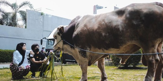 Wow! Ini Penampakan Sapi Kurban Atta Halilintar dan Aurel, Beratnya 1,4 Ton