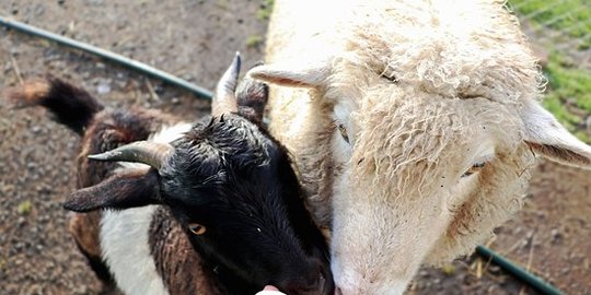 Pemuda di Garut Ditangkap Polisi Karena Curi Hewan Qurban