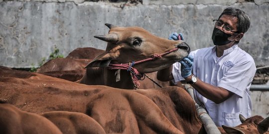 Dinas Peternakan Sulsel Temukan Ribuan Hewan Kurban Cacat dan Sakit yang Dijual