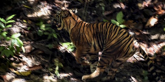 Harimau Sumatera Buntuti Pekerja Kebun Sawit di Indragiri Hilir
