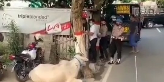 Video Sapi Ngamuk & Ngejar-ngejar Polisi Saat Kepalanya Mau Dielus