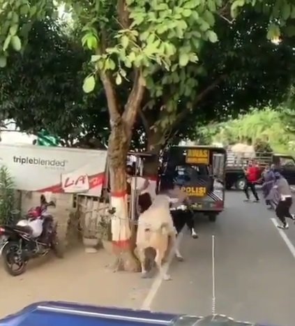 video sapi ngamuk amp ngejar ngejar polisi saat kepalanya mau dielus
