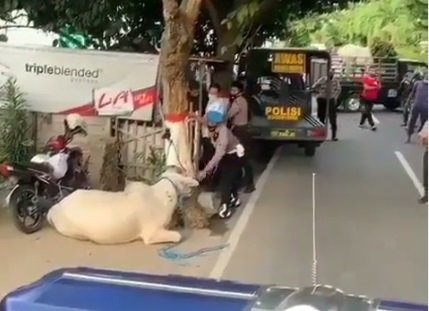 video sapi ngamuk amp ngejar ngejar polisi saat kepalanya mau dielus