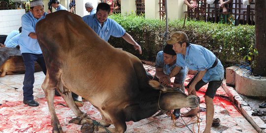 Hari Raya Iduladha, Kejagung Kurban 18 Sapi untuk Pegawai dan Masyarakat