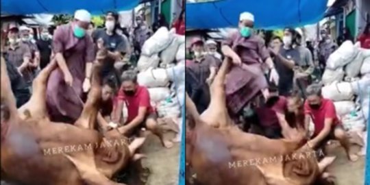 Nasib Jagal Hewan Kurban, Ditendang Sapi Ngamuk Sampai Mental Jauh