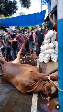 nasib jagal hewan kurban kena tendang sapi