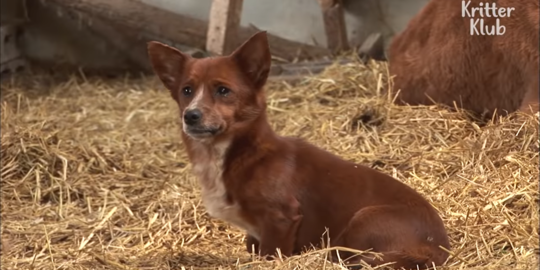 Kisah Haru Persahabatan Anjing dengan Sapi yang Membesarkannya,Menangis Tak Mau Pisah