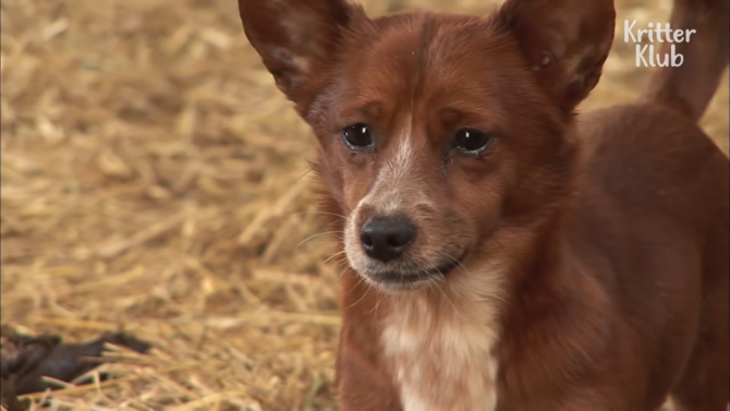 kisah haru persahabatan anjing dengan sapi yang membesarkannya