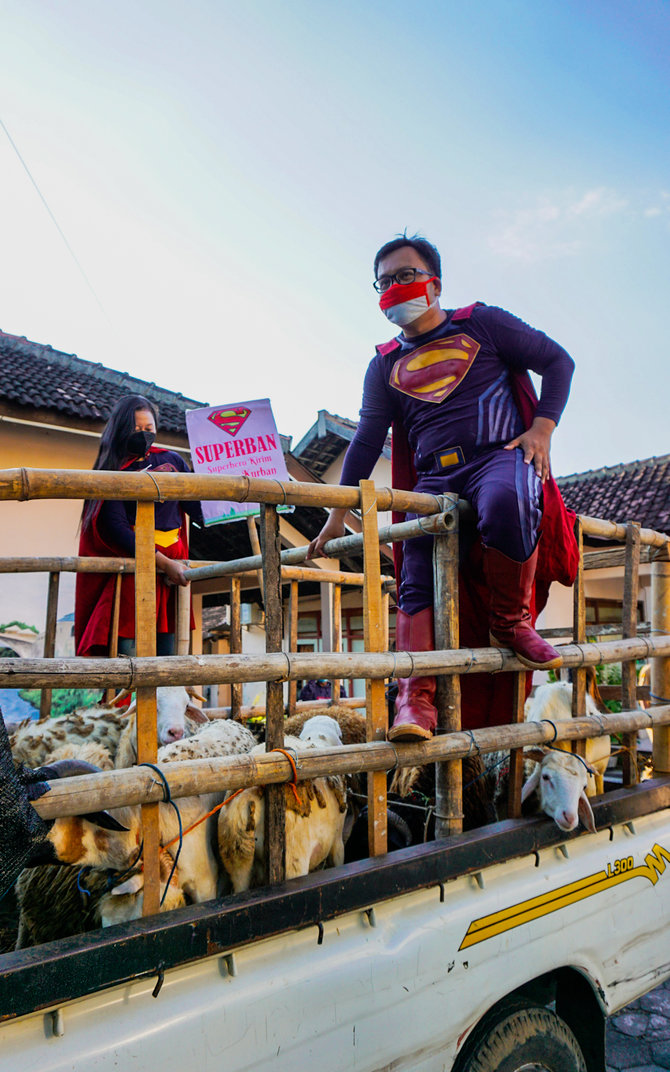 superman bagi hewan kurban