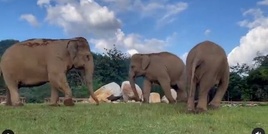 Mengharukan, Gajah Ini Tuntun Gajah Lain yang Buta untuk Dapatkan Makanan