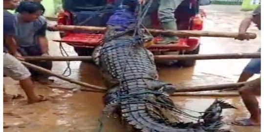 Buaya Sepanjang 3,9 Meter Dievakuasi dari Lokasi Bermain Anak-Anak di Bombana