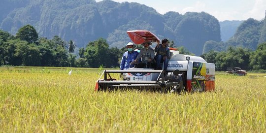 Stok Beras Nasional Aman, Panen Raya di Sejumlah Sentra Terus Berlangsung