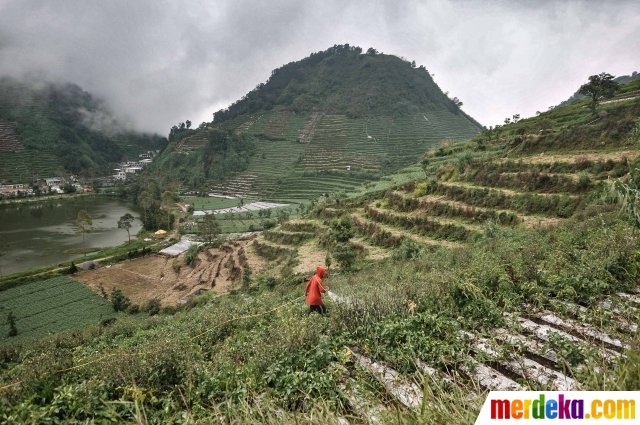 keseruan petani dieng panen kentang di masa pandemi