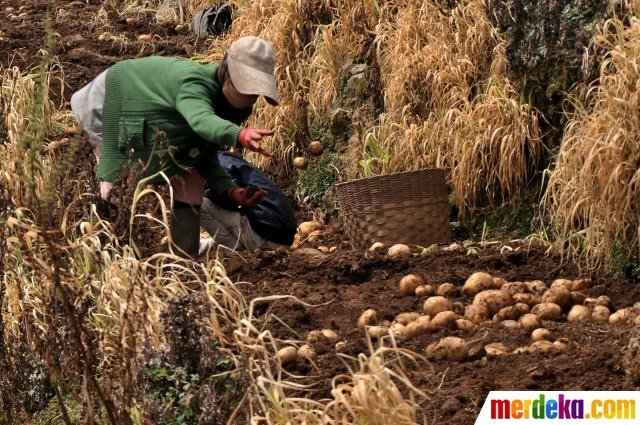 keseruan petani dieng panen kentang di masa pandemi